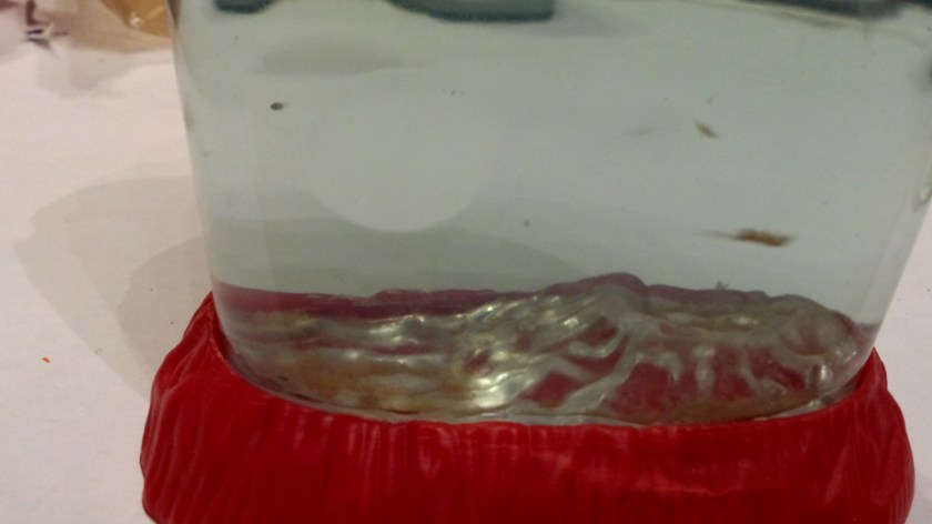 My phone is concerned about focusing on the table behind the tank. Sorry for the terrible picture quality.